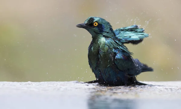 Kap Glansigt Starling Bada Pool För Grunt Vatten Varm Dag — Stockfoto