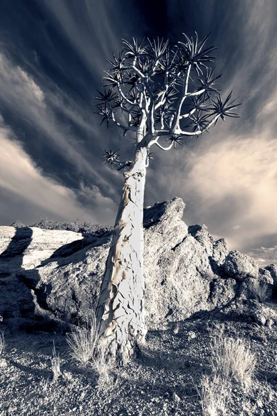 Krajina Toulce Stromu Modrou Oblohu Tenké Mraky Suché Pouštní Umělecké — Stock fotografie