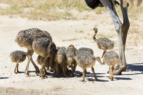 Família Avestruzes Água Potável Uma Piscina Sol Quente Kalahari — Fotografia de Stock