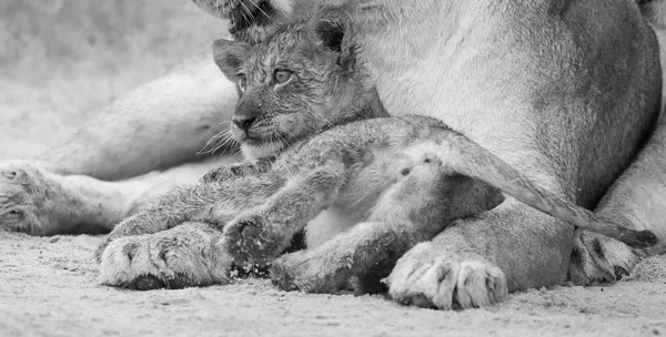 Lwica Liże Jej Cub Suche Krople Deszczu Artystyczny Konwersji — Zdjęcie stockowe
