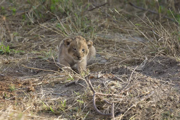 Kleine Leeuw Cub Wachten Alleen Voor Zijn Moeder Komen — Stockfoto