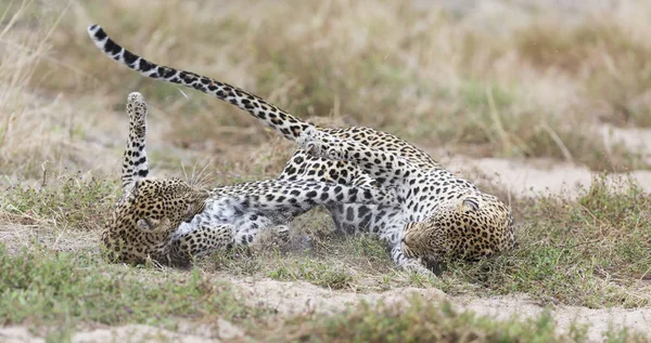 Θηλυκό Leopard Ραπίσματα Αρσενικό Ενώ Ζευγάρωμα Στο Κοντό Γρασίδι Στη — Φωτογραφία Αρχείου