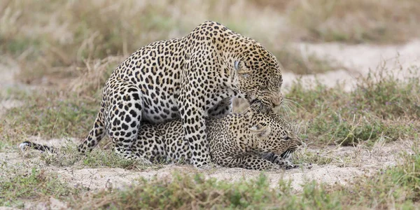 Hombre Leopardo Mordiendo Una Hembra Mientras Aparea Hierba Naturaleza —  Fotos de Stock