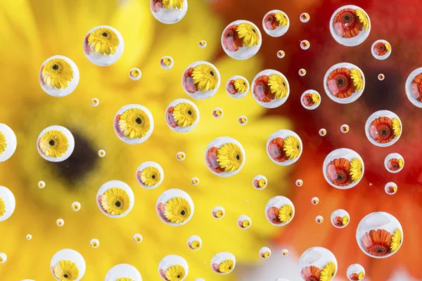 Reflexões Uma Flor Laranja Amarela Várias Pequenas Gotas Água — Fotografia de Stock