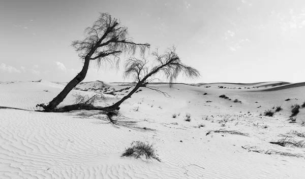 Landscape Dead Tree Desert Dune Artistic Conversion — Stock Photo, Image