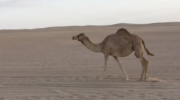 Cammello Solitario Che Cammina Lungo Una Strada Tramonto Nel Deserto — Foto Stock