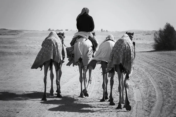 Τέσσερις Καμήλες Έναν Αναβάτη Που Κινούνται Πάνω Από Την Έρημο Εικόνα Αρχείου