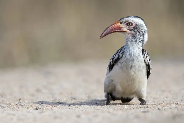 Red Billed Hornbill Sitting Ground Looking Crumbs Eat — Stock Photo, Image