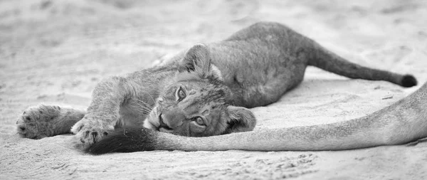 Petit Lionceau Allongé Pour Reposer Sur Sable Doux Kalahari Jouer — Photo