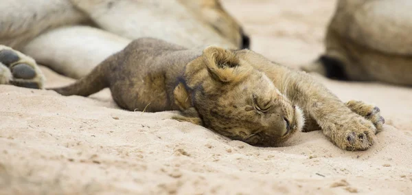 Pequeno Filhote Leão Deitar Para Dormir Areia Macia Kalahari — Fotografia de Stock