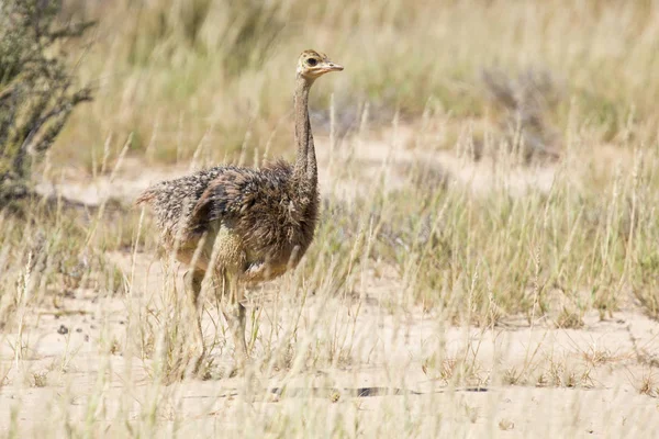 Familj Struts Kycklingar Kör Efter Sina Föräldrar Torra Kalahari Solen — Stockfoto