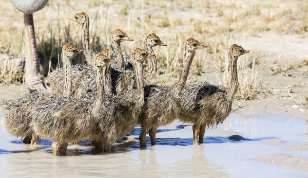 Devekuşları Içme Suyu Bir Havuz Sıcak Güneşin Kalahari Aile — Stok fotoğraf