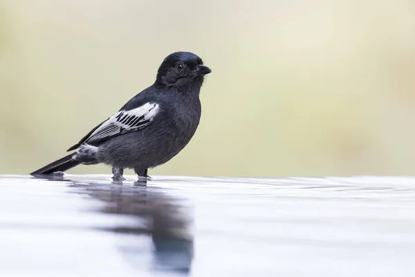 Southern Black Tit Sentado Beira Uma Piscina Água Para Beber — Fotografia de Stock