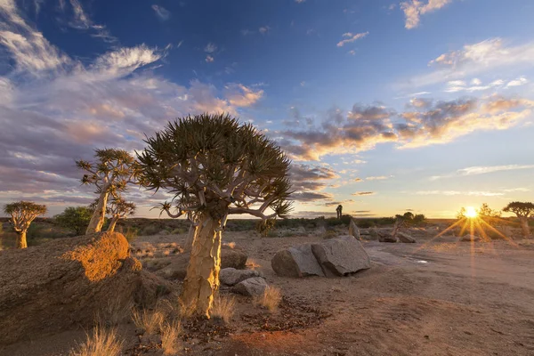 Paisagem Uma Árvore Quiver Com Explosão Sol Nuvens Finas Deserto — Fotografia de Stock