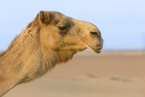 Retrato Cerca Una Cara Camello Desierto Seco —  Fotos de Stock