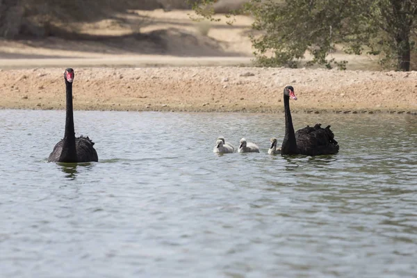 Pair Black Swans Babies Swimming Oasis Desert — Stock Photo, Image