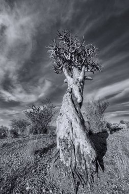 Manzara mavi gökyüzü ve ince bulutlar bir titreme ağacının kuru çöl sanatsal dönüştürme