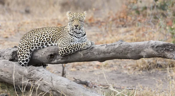 Léopard Reposant Sur Tronc Arbre Tombé Pour Reposer Après Chasse — Photo