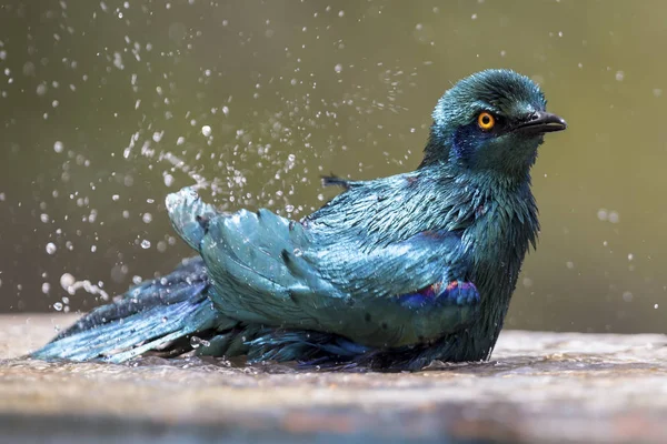 Kap Glansigt Starling Bada Pool För Grunt Vatten Varm Dag — Stockfoto