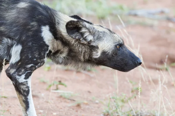 Ritratto Cane Selvatico Durante Una Caccia Nel Bash Africano — Foto Stock