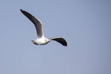 Gri başlı sabah güneşin gri gökyüzü karşı uçan martı