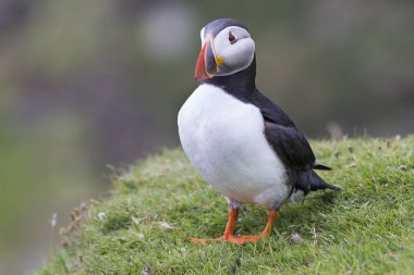 Shetland Adası Deniz cliff yeşil çimenlerin üzerinde dinlenme martı