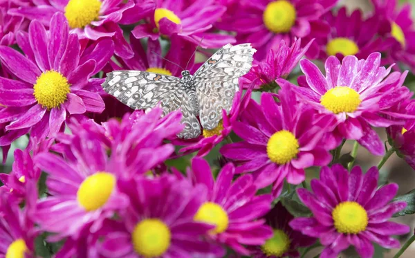 Nahaufnahme Eines Braunen Schmetterlings Der Auf Einer Rosa Blume Sitzt — Stockfoto