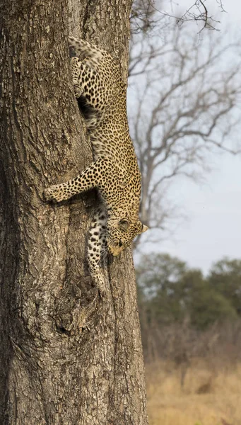 Einsamer Leopard Klettert Tagsüber Der Natur Schnell Einen Baumstamm Hinunter — Stockfoto