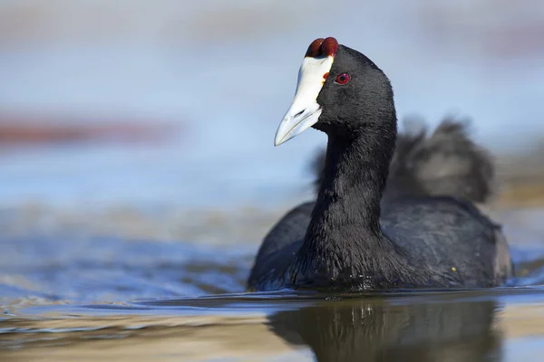 Lone Red Knobbed Coot Swimming Pond Perfect Reflection — Stock Photo, Image