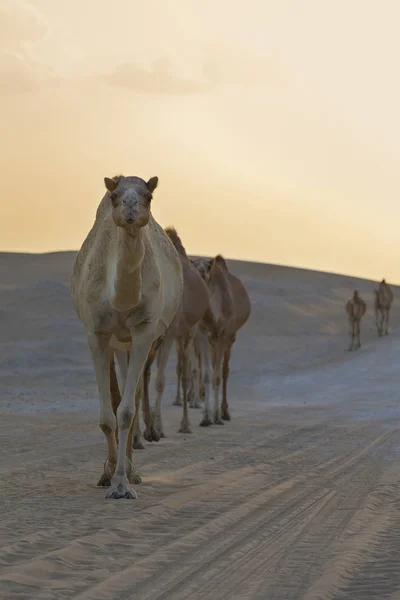 Wiersz Krótkiego Spaceru Wzdłuż Drogi Zachód Słońca Pustyni Wielbłądy — Zdjęcie stockowe
