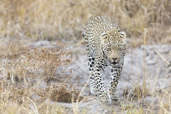 Leopardo Solitario Caminando Cazando Naturaleza Durante Día — Foto de Stock