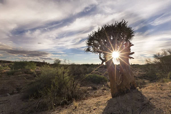 在干燥的沙漠中有太阳和薄云的颤动树的景观 — 图库照片