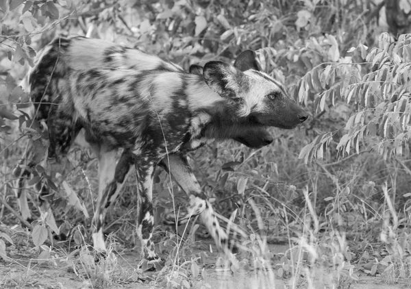 Pacote Cães Selvagens Africanos Caçando Comida Mato Uma Conversão Artística — Fotografia de Stock