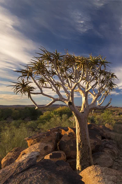 Landscape Quiver Tree Blue Sky Thin Clouds Dry Desert — Stock Photo, Image