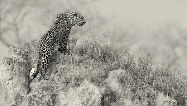 Leopardo Solitario Sentarse Descansando Hormiguero Naturaleza Durante Día —  Fotos de Stock
