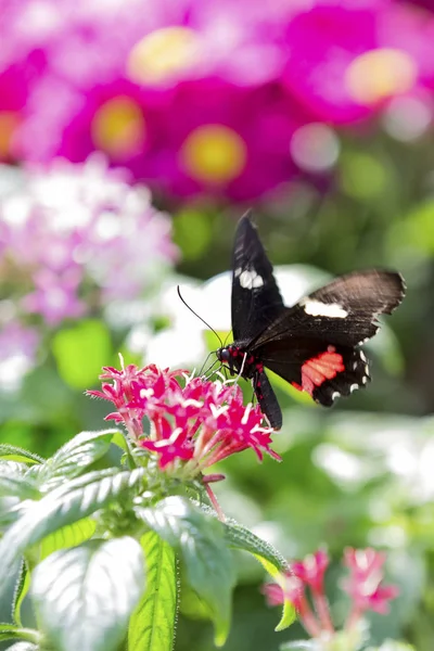 Κοντινό Πλάνο Του Μια Μαύρη Πεταλούδα Κάθεται Ένα Ροζ Λουλούδι — Φωτογραφία Αρχείου