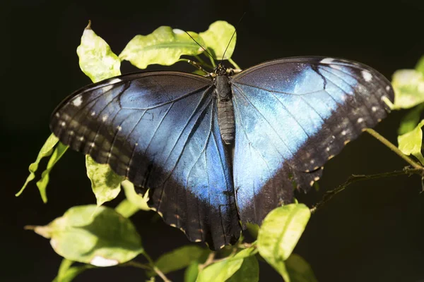 Macro Una Mariposa Negra Azul Sentada Sobre Una Hoja Verde —  Fotos de Stock
