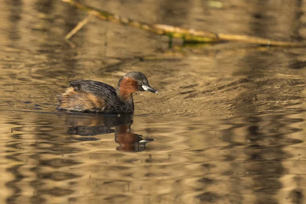 Lone Small Dabchick Swimming Pond Soft Sunlight Reflections — Stock Photo, Image