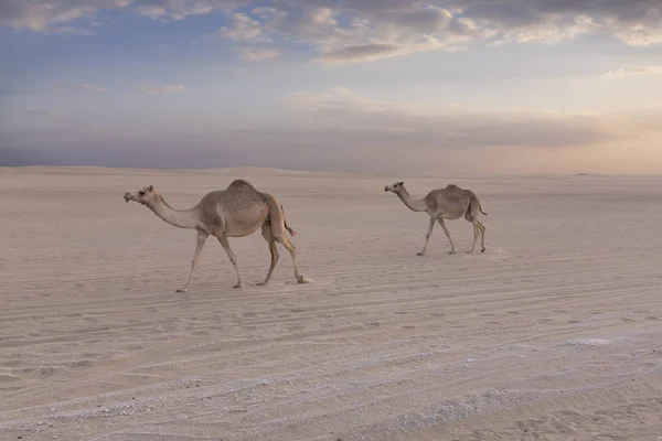 Dwa Wielbłądy Spaceru Wzdłuż Drogi Zachód Słońca Pustyni — Zdjęcie stockowe