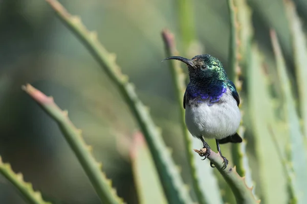 Vitbukad Sunbird Som Sitter Gröna Blad Aloe Solen — Stockfoto