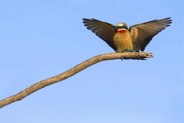 White Fronted Bee Eater Una Rama Con Cielo Azul Fondo —  Fotos de Stock