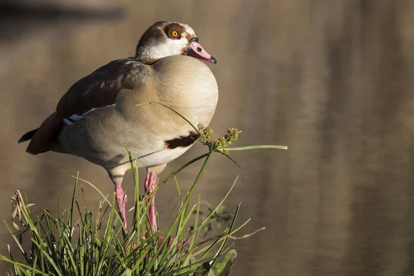 Egyptian Goose Sitting Green Grass Edge Pond — Stock Photo, Image