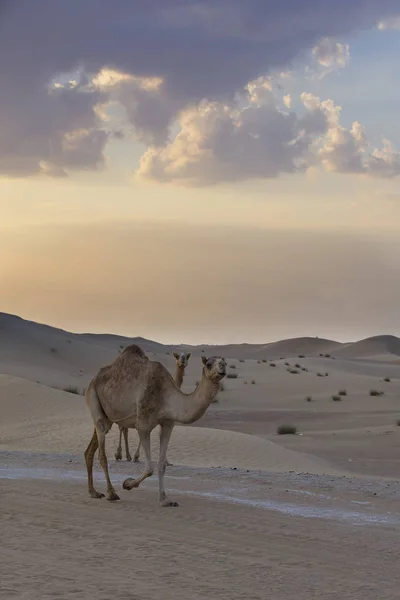 Due Cammelli Che Camminano Lungo Una Strada Tramonto Nel Deserto — Foto Stock