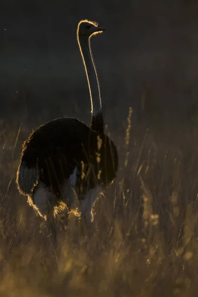 Самотній Чоловічий Страус Заході Сонця Фланцевим Освітленням Довгій Траві — стокове фото