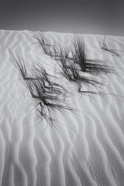 Paisaje Una Duna Arena Hierba Con Patrón Viento Conversión Artística —  Fotos de Stock