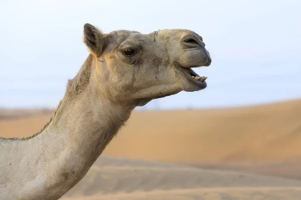 Ritratto Ravvicinato Una Faccia Cammello Nel Deserto Secco — Foto Stock