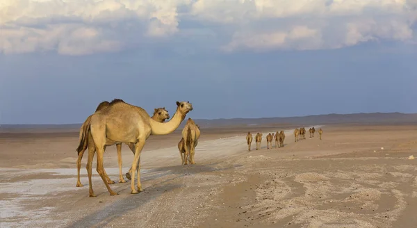 Fila Cammelli Che Camminano Lungo Una Strada Tramonto Nel Deserto — Foto Stock