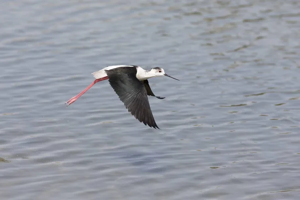 Zancadillo Alas Negras Volando Sobre Agua Cierta Seguridad —  Fotos de Stock