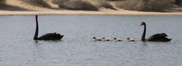 Pair Black Swans Babies Swimming Oasis Desert — Stock Photo, Image