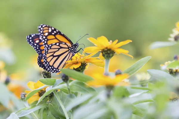 Macro Una Mariposa Naranja Negra Sentada Sobre Unas Flores Amarillas — Foto de Stock